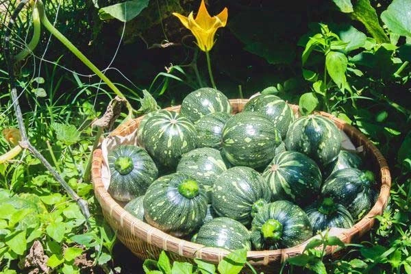 Горячая Распродажа высококачественные кусочки замороженной тыквы из