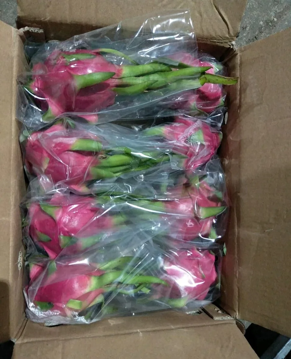 
FRESH DRAGON FRUIT WITH WHITE FLESH HIGH QUALITY BEST PRICE FROM VIETNAM VIKAFOODS (WhatsApp/Wechat: + 84 983 028 718) 