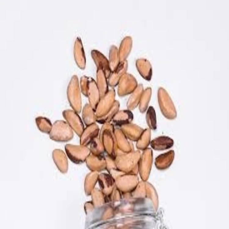 Brazil Nuts / Fresh / Dried /Roasted Organic Brazil Nut from FRANCE