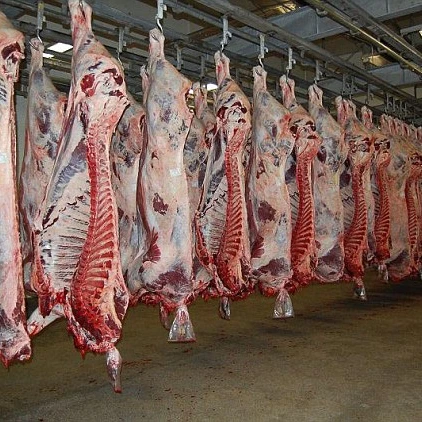 
Premium Quality 100% Halal Fresh/Frozen Sheep/Goat/Lamb Meat/Carcass. 