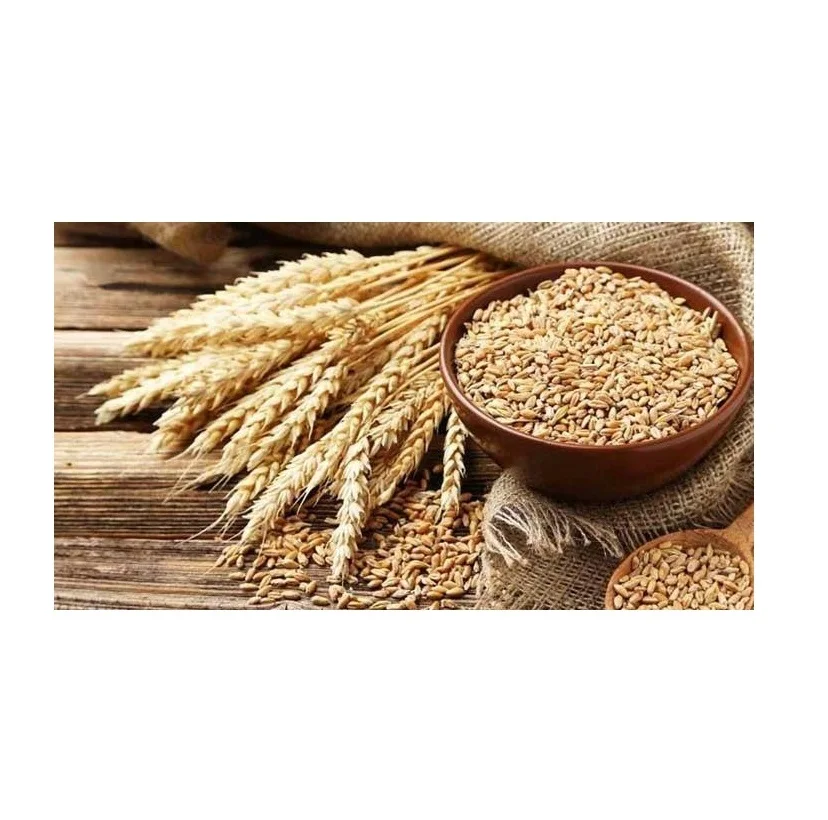 Top Quality Wholesale Price Of Organic Wheat Grains
