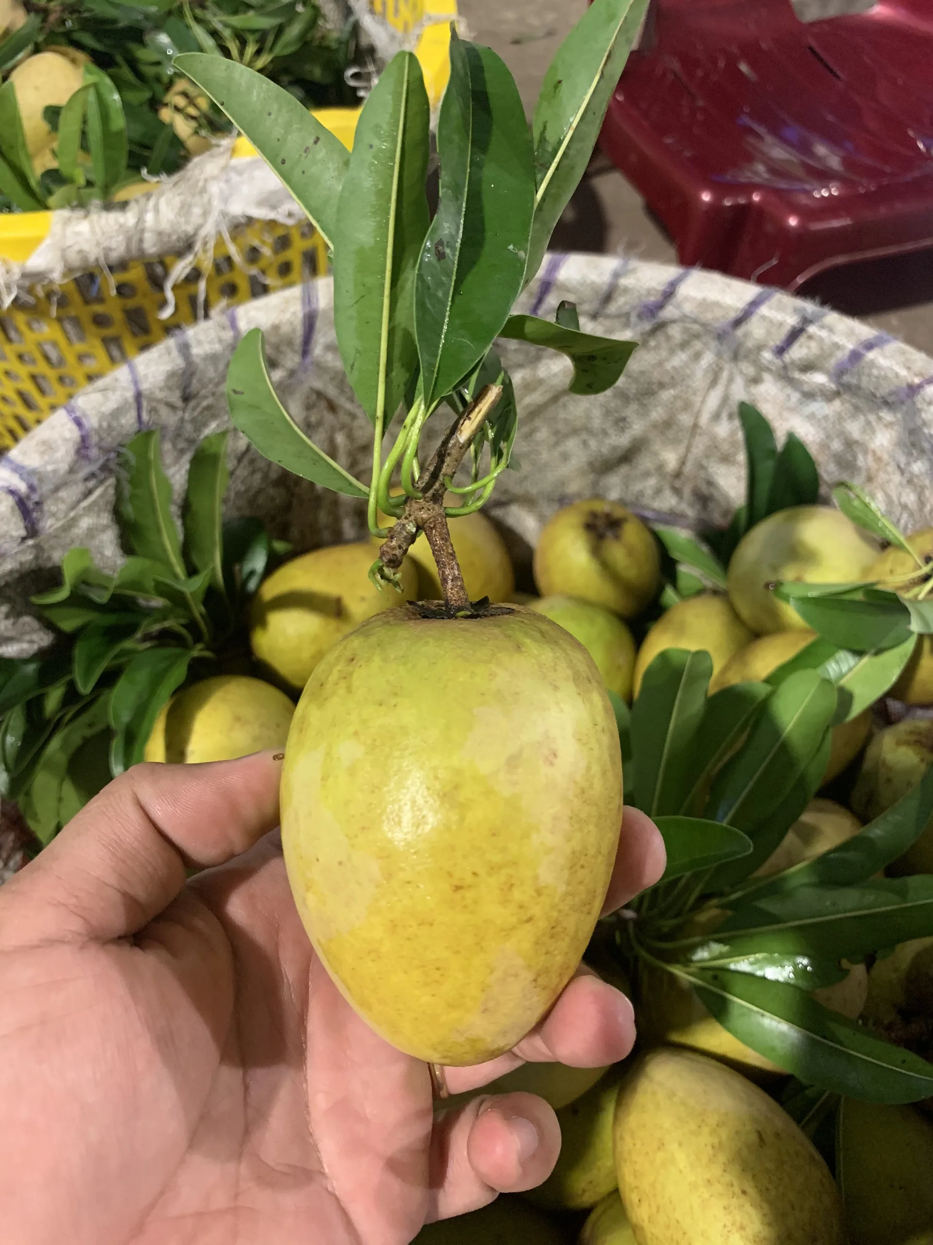  Хорошие органические фрукты Sapodilla/Sapota высококачественные оптовые продукты оптом Органические свежие саподилья готовые к отправке