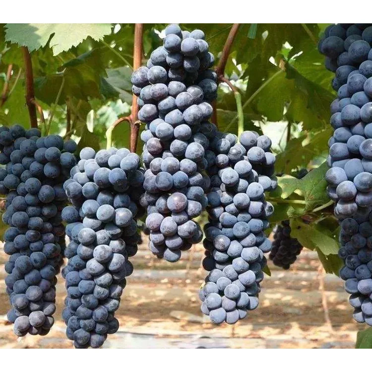 
2021 fresh fruits crimson seedless grape fresh grape seedless for sale green grapes 