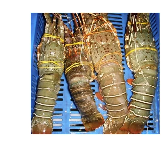 Red Lodster/Shrimps/Prawns , black tiger shrimps