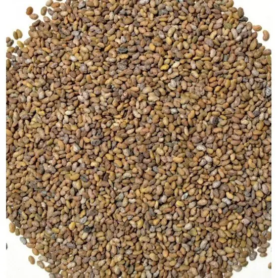 Good Quality Alfafa Seeds for Sale at Low Price