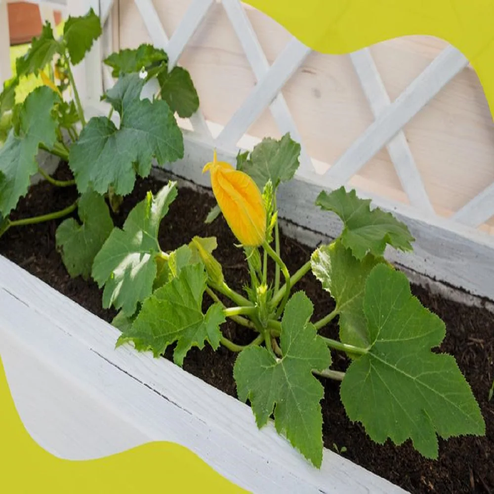 Cocopeat Washed cocopeat 100% Organic Coconut Product Cocopeat made in Viet Nam Garden Pots & Planters