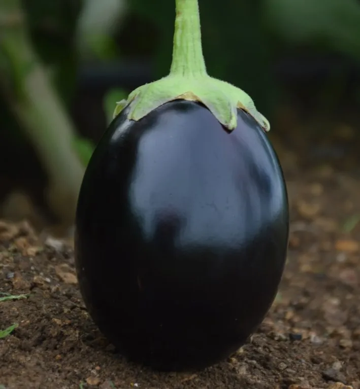 
Eggplant/Brinjal Hybrid Black Beauty F1 Seeds 