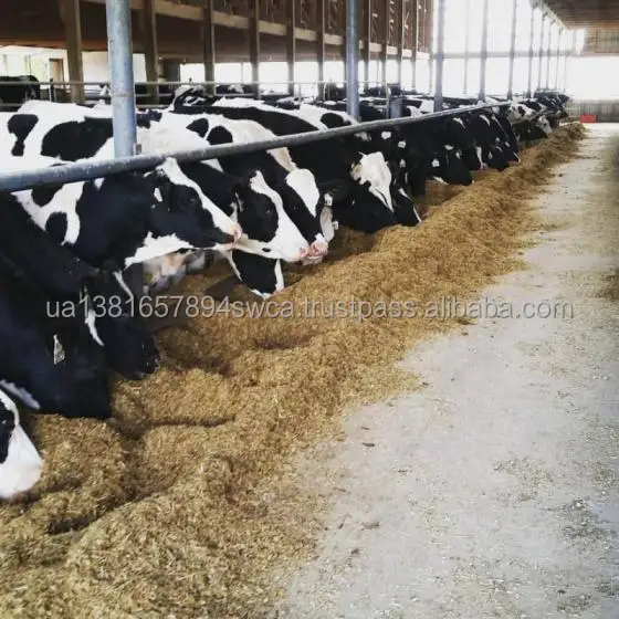 Holstein Heifers Cow.jpg