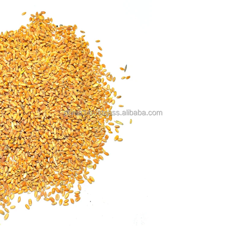 Big bag packaging wheat grain wholesale priced from Russia, wheat grain for animal