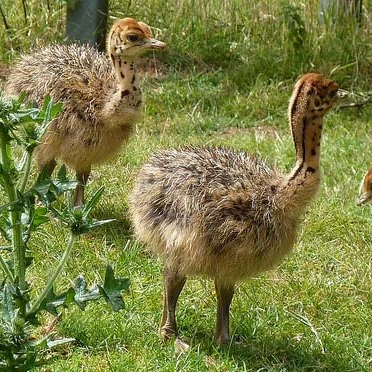 OSTRICH CHICKS