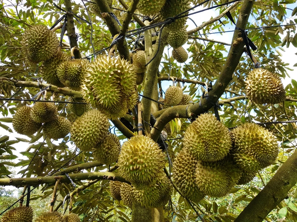 DURIAN FRUIT - DURIAN NUTRION - VIETNAM DURIAN FRUIT PRICE
