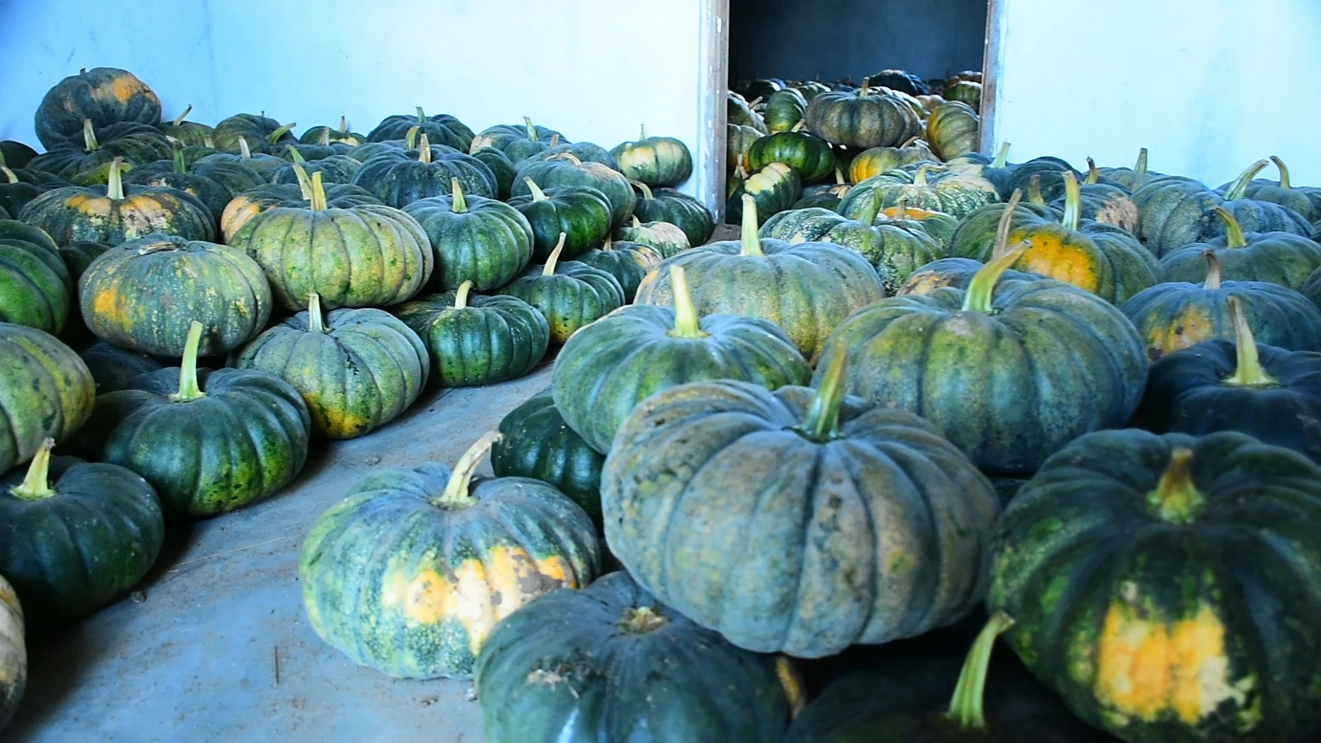 
Manufacturers Provide Hot Sale Vietnam Fresh Pumpkins at Competitive Price 