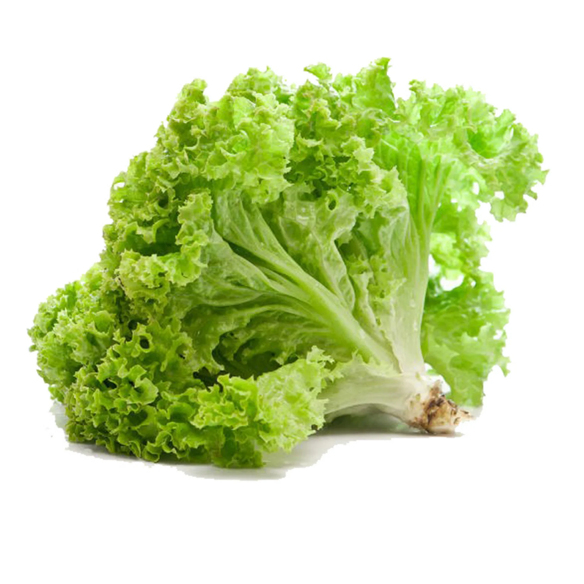 wholesale variety of fresh Organic Vegetables