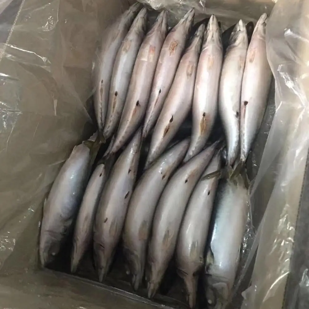 Frozen Pacific Mackerel Fish Size 500G In Prices For Sale Pcs