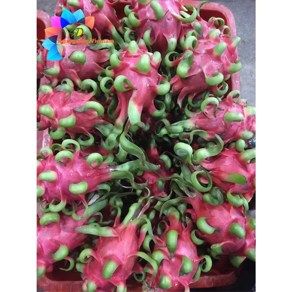 Naturally Sweet Puree Product Nutritious  Fruit Tropical Fresh-Squeezed Red Dragon Fruit Puree