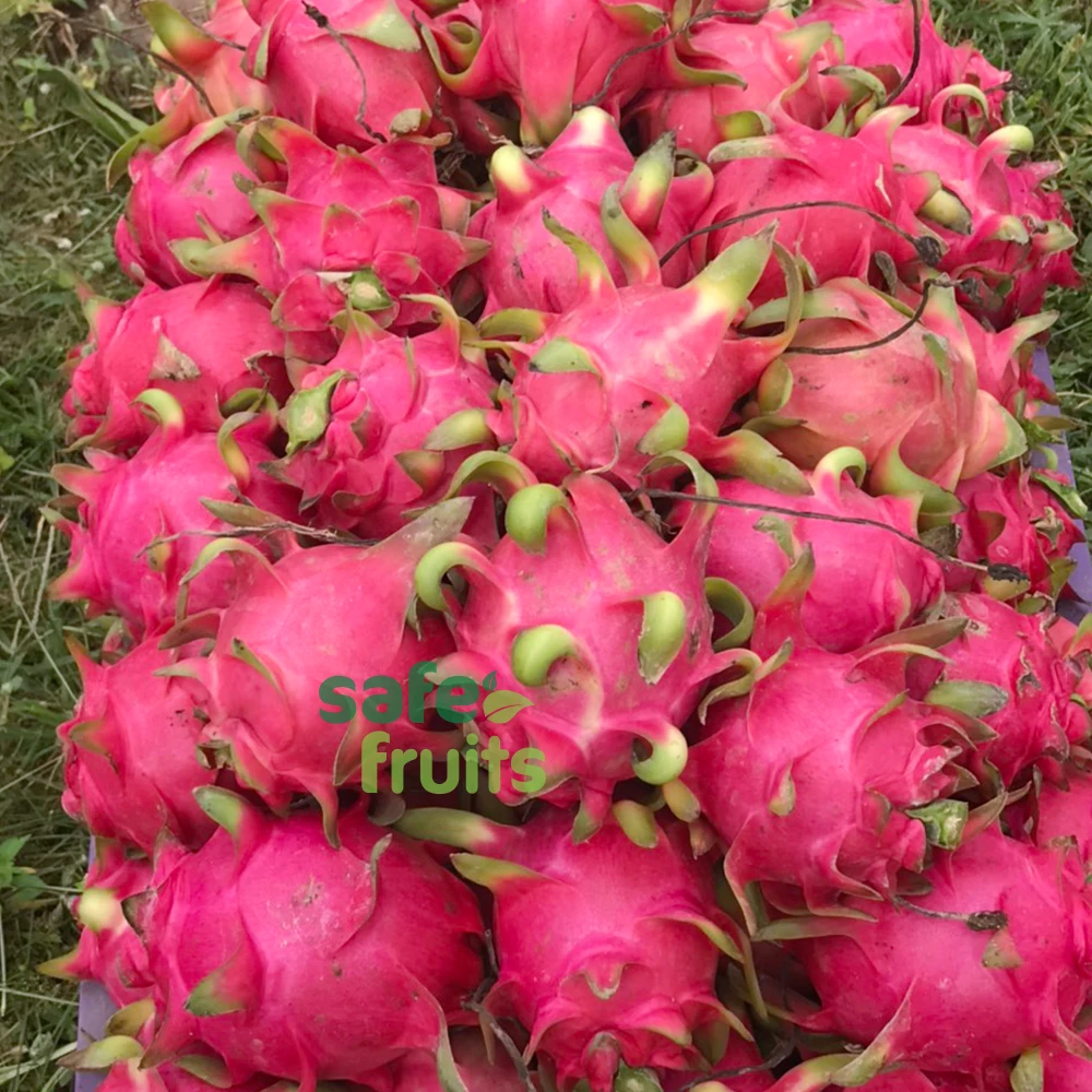 
Red and White Flesh Dragon Fruit made from VietNam Absolutely Fresh and High quality / Careful Packaging 