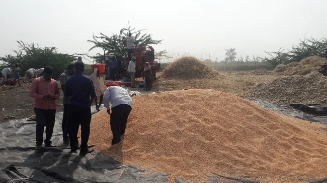 Yellow Indian Maize At Attractive Price