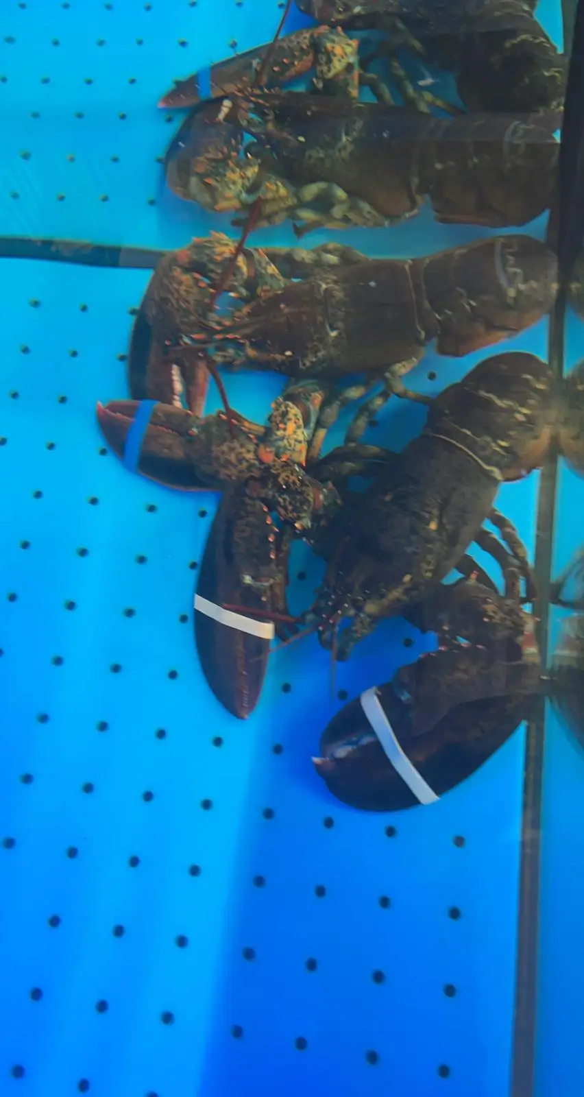 Seafood Live Canadian Frozen Lobsters (Frozen