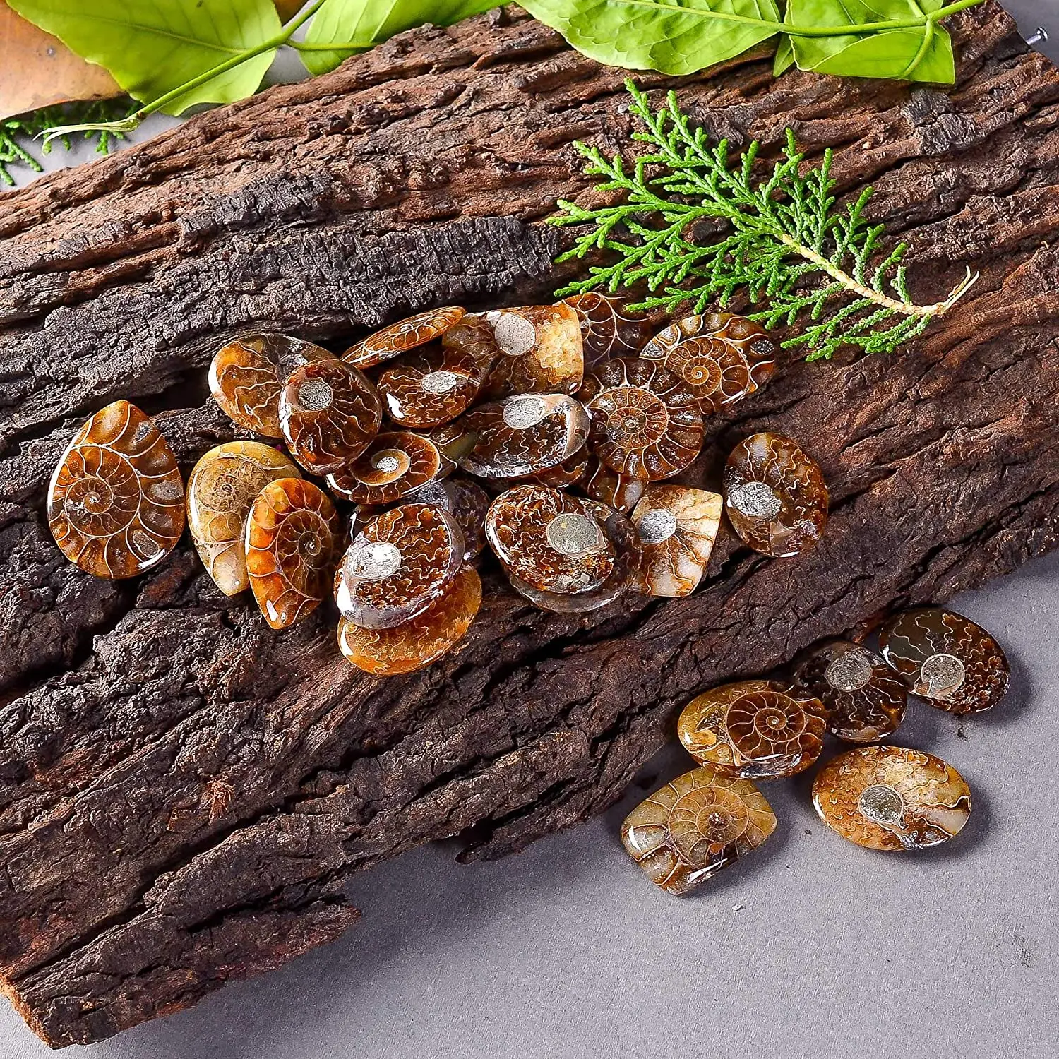 Highest Top Selling Assorted Quality Wholesale Price Bulk Lot Sale Loose Jewelry Gemstone Cabochon Stone Natural Ammonite