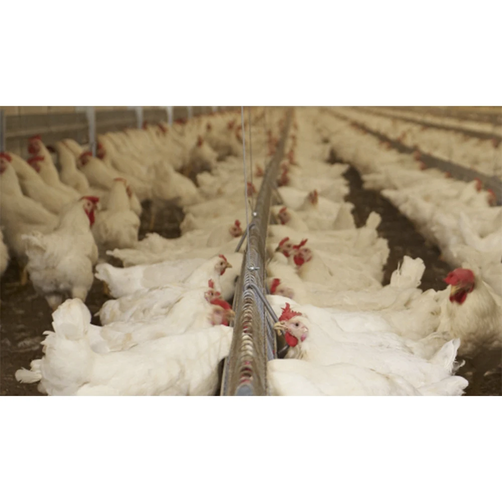 Halal One куриные ножки/замороженные лапы крылья