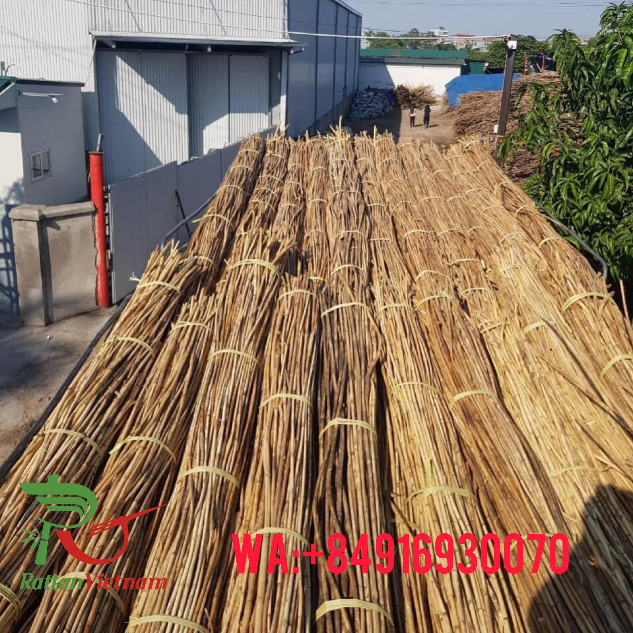 Rattan POLES 18mm-36mm RATTAN POLES RAW MATERIAL From Viet Nam WA:+84916930070