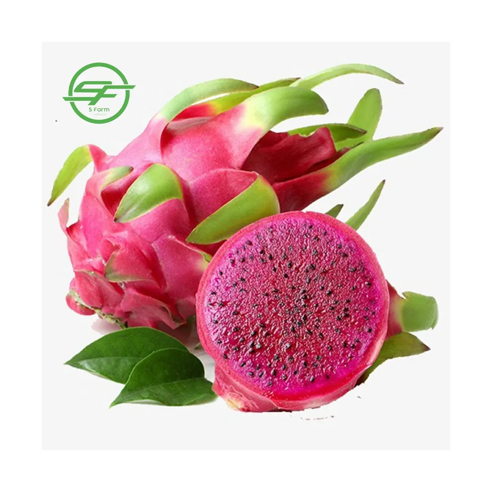 Provider of the Best Fresh Red Dragon Fruit  (Whatsapp/zalo/wechat: +84 912 964 858)