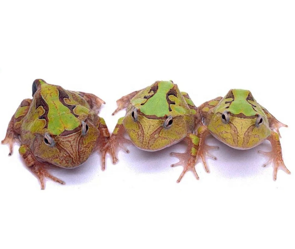 
Farm bred Green Ceratophrys cornuta South American Pacman frog For sale 