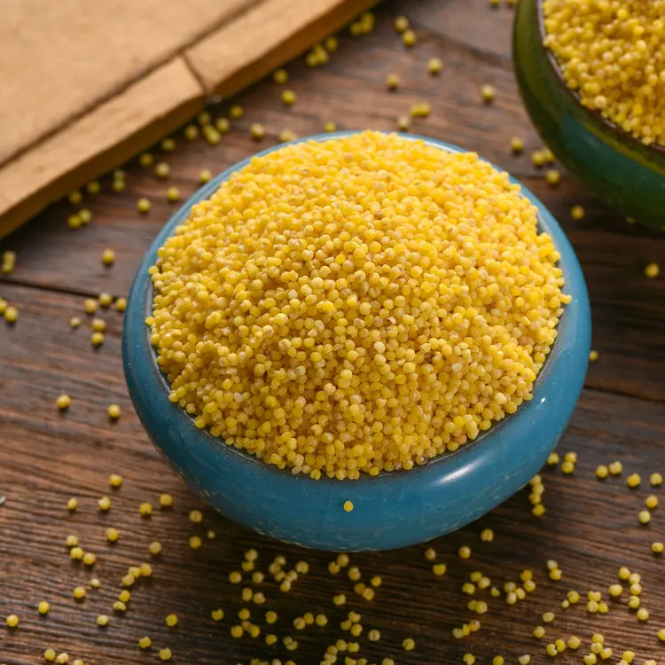 Protein-Rich Organic Foxtail Millet Gluten-free Grain Yellow Millet
