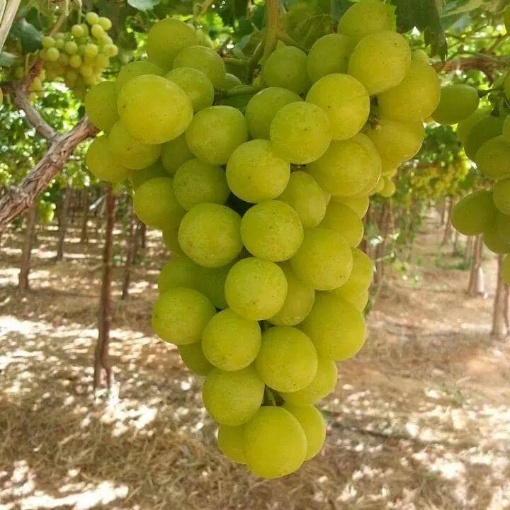 Свежий виноград A1