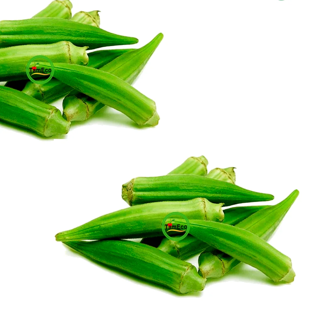 High Organic And Best Vegetable Product Vietnam  All Season TamEco Viet Gap certification Green Color Okra