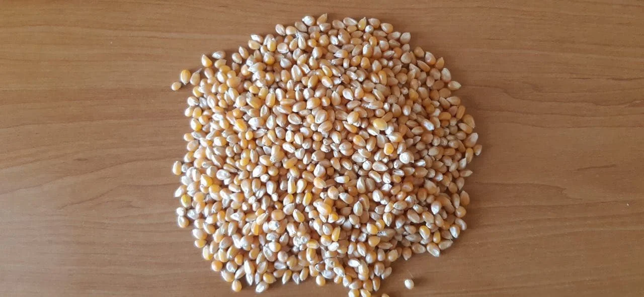 Popcorn Maize Grain Ukraine Origin Popped Corn