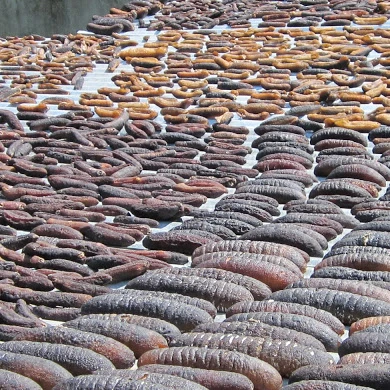 AYAME Sea cucumber Black teat sea cucumber Black sea cucumber