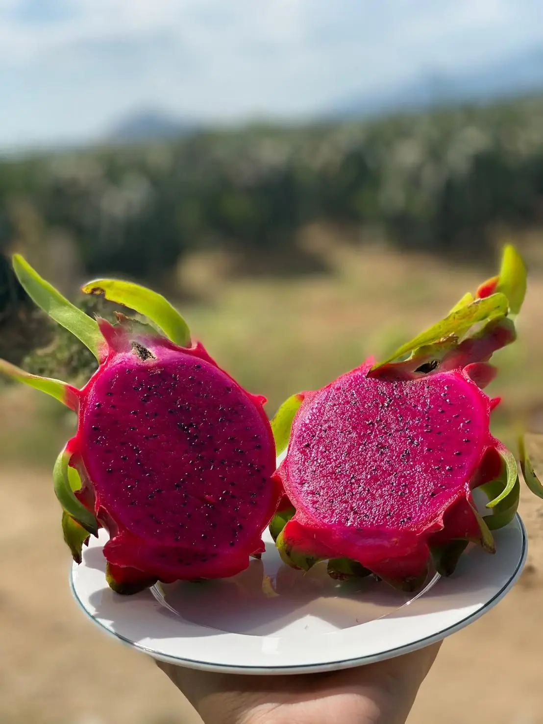 Fresh Dragon fruit from Vietnam