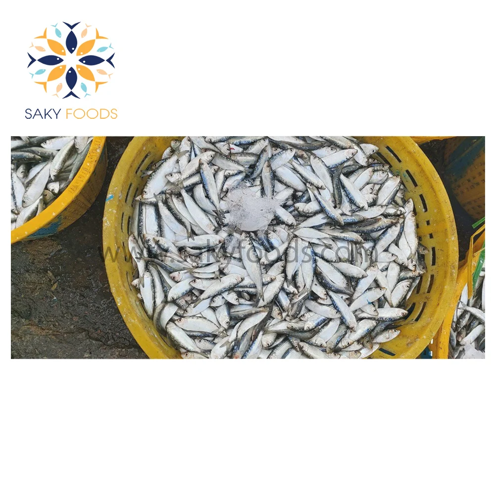 Frozen sardine fish 100% Natural Best price frozen WR sardine fish for good sale Block Bulk Style Packaging