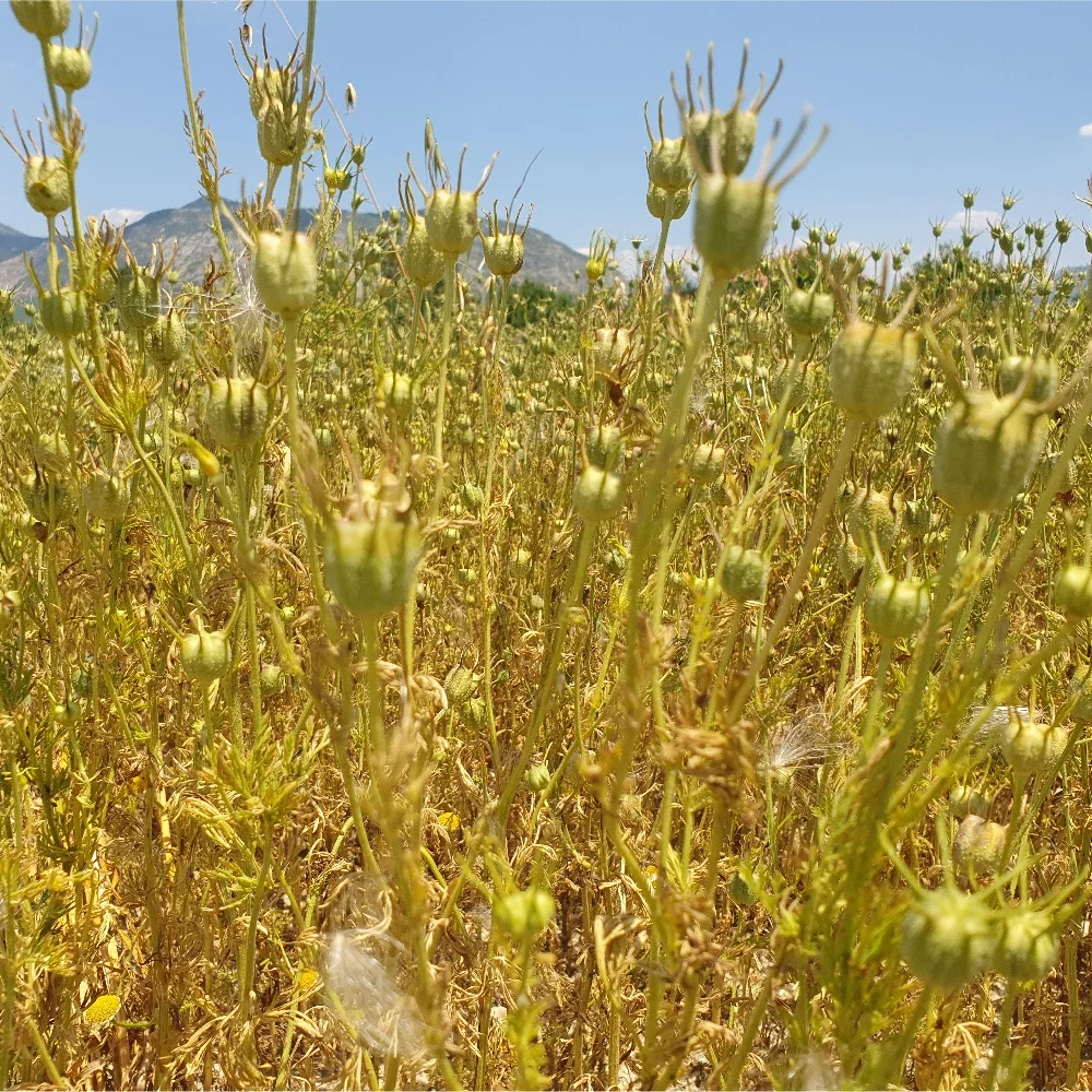 
Coldpress Black Seed Oil - Organic Nigella Sativa Oil 