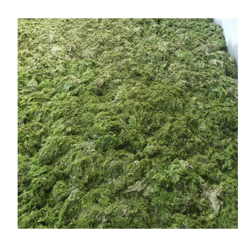 ULVA LACTUCA/ PURE GREEN SEAWEED POWDER