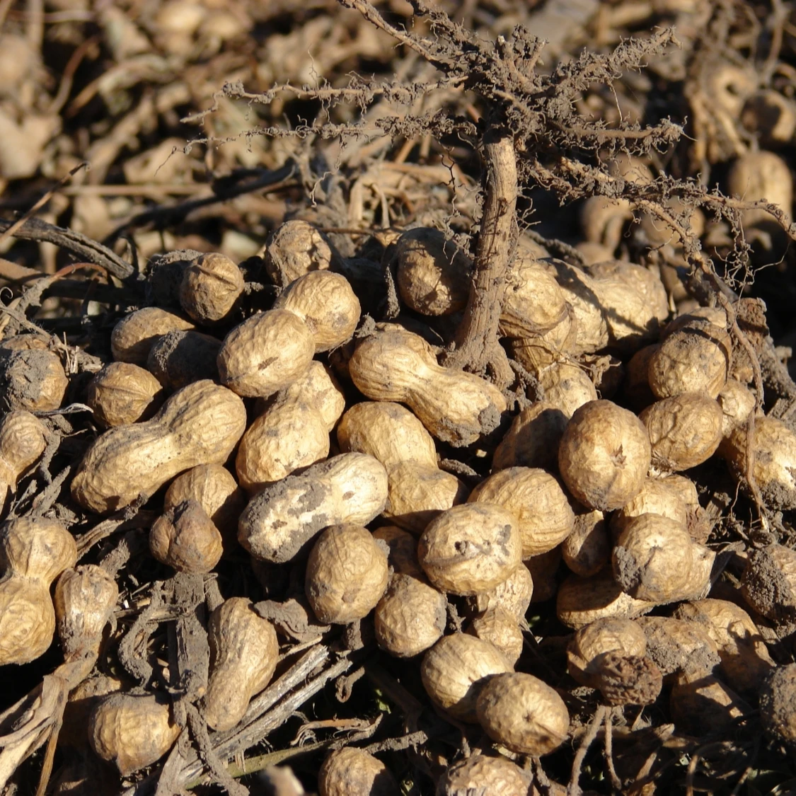 Excellent Peanuts from Argentina