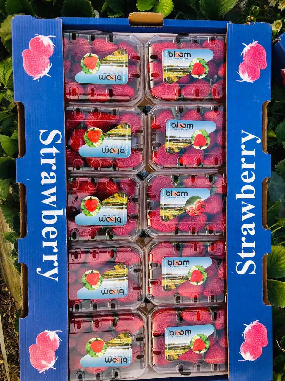 red strawberry packing