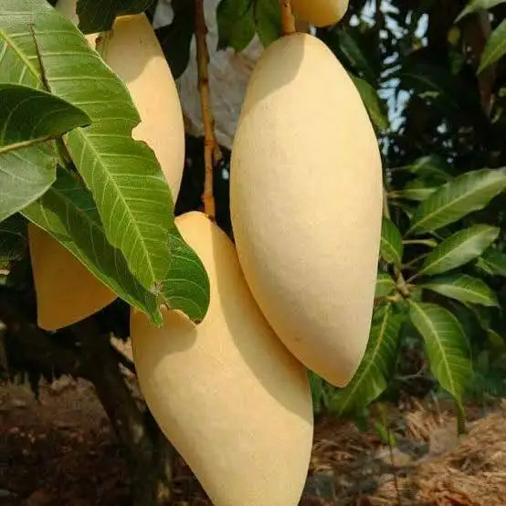 
Fresh Mango Nam Dok Mai High Quality From Thailand 