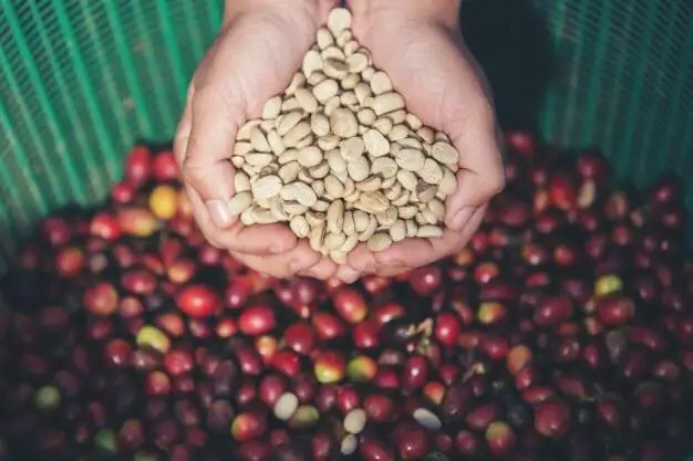 Высококачественный коммерческий КОФЕ Robusta из Вьетнама с различными вкусами продукт на заказ по