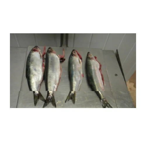 High Quality Low-Sodium Trans-Fat Free Whole Frozen Atlantic Herring 100-200g Per Pack