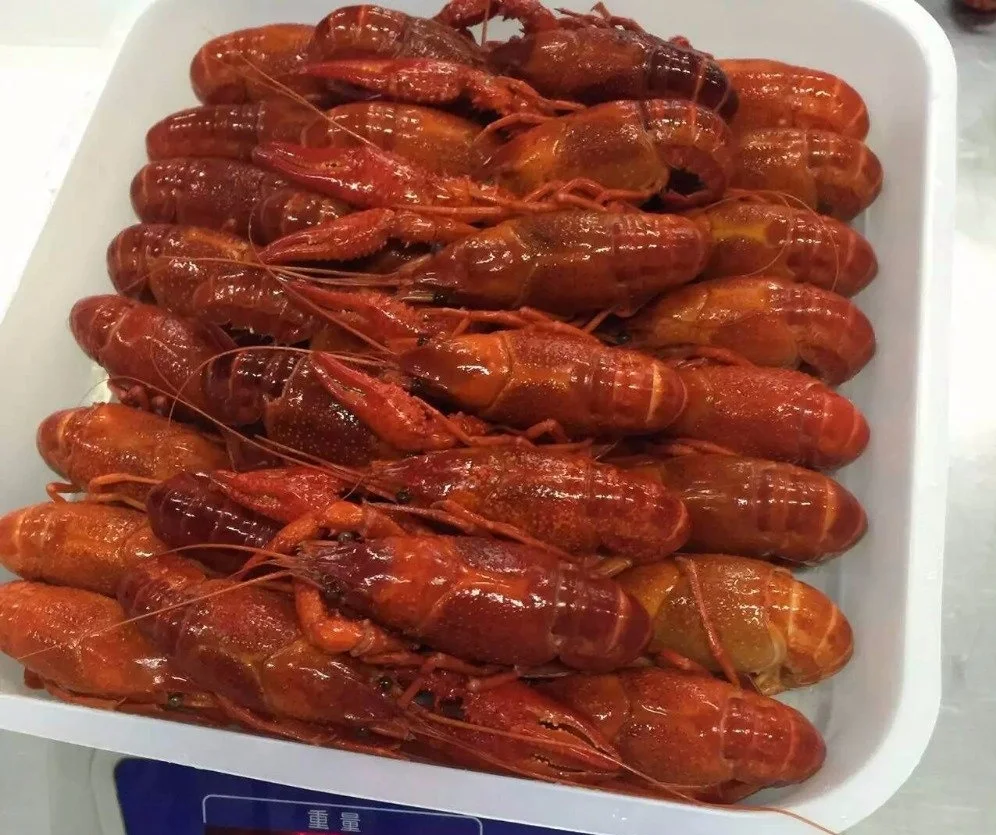 
Best Selling Lobster Fresh lobster Best Price _ High Quality- From Vietnamese 