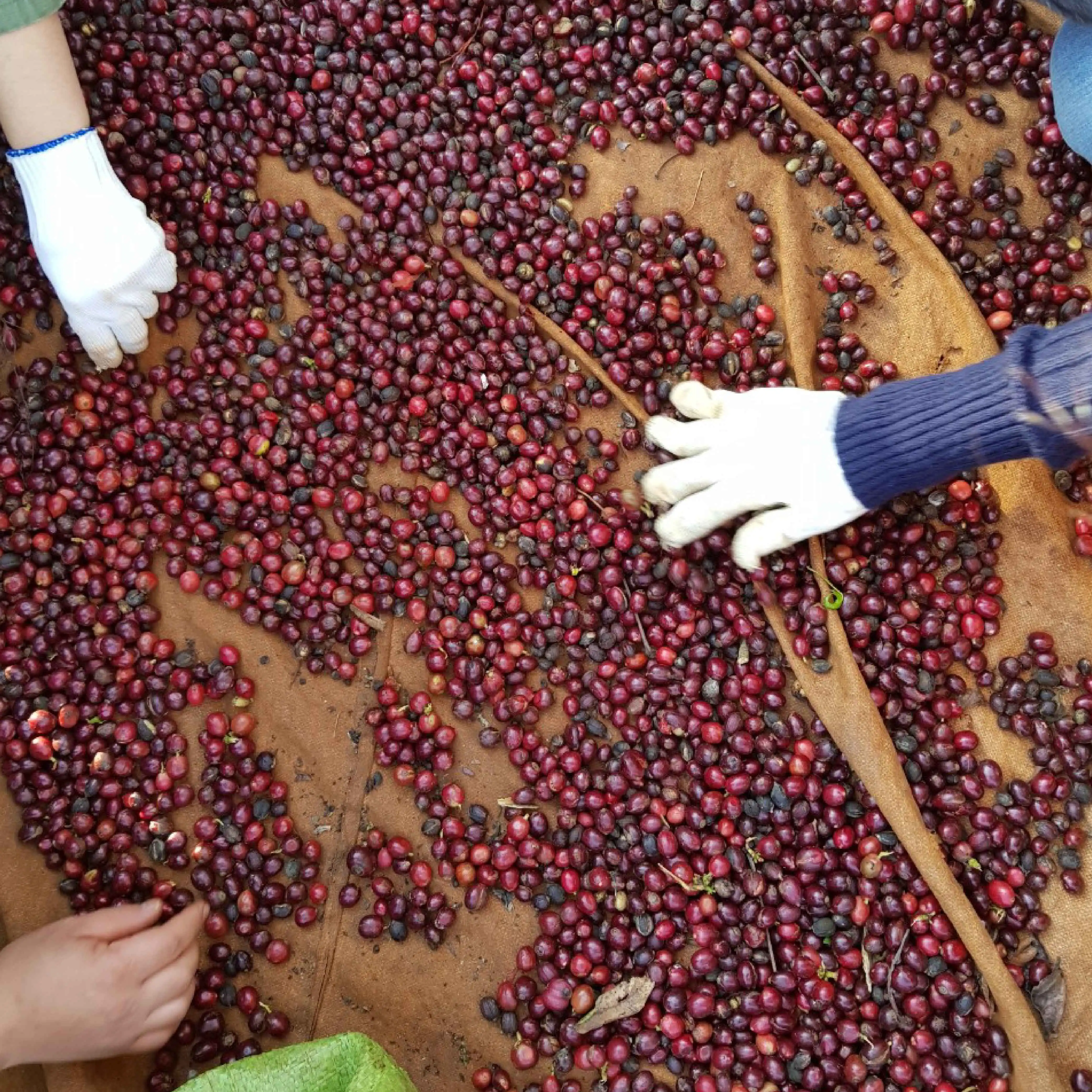 Ground Coffee M2 - 500gr-1kg packed - Drip Coffee From Vietnam