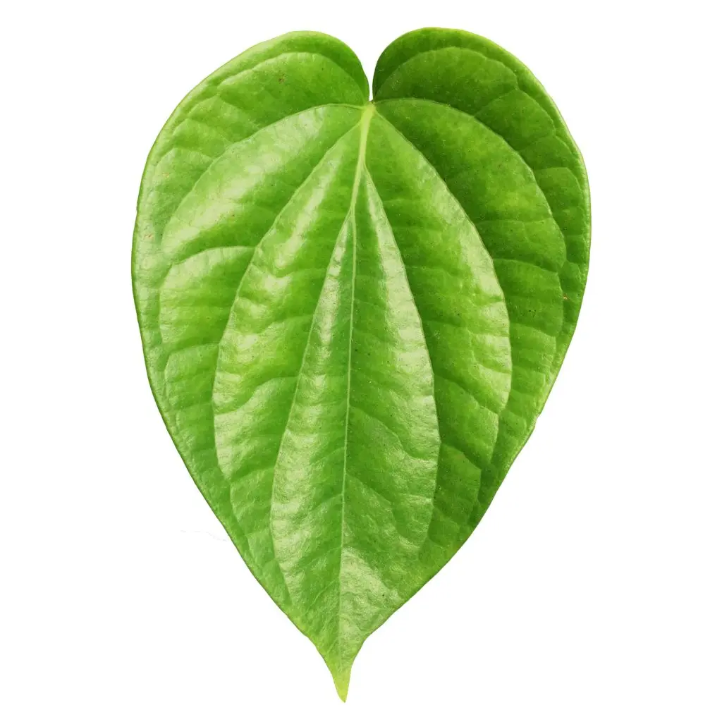 
Betel leaf/ organic Betel leaves - Fresh high-quality betel leaf from India 