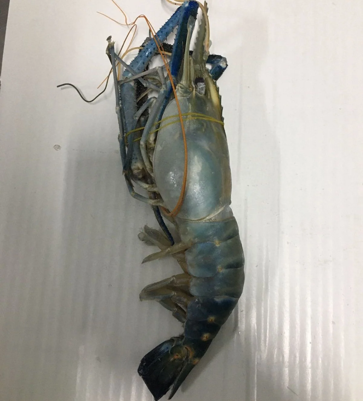 Горячая Распродажа вкусных мороженых свежей воды SCAMPI HOSO из бангладеш
