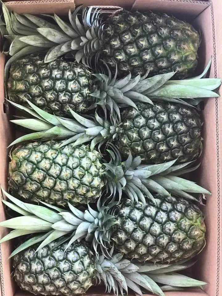 Лучший выбор для свежих ананасов, лучший ананас с сертификацией зазора, картонная упаковка
