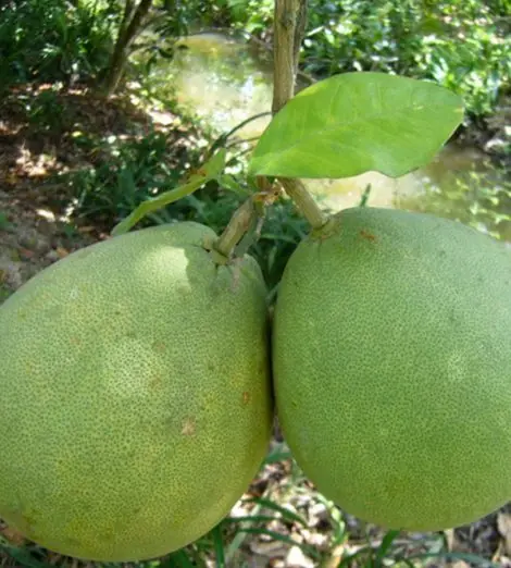 Высококачественный чистый фермерский продукт привлекательная цена зеленый Помело для кожи свежие фрукты из Вьетнама