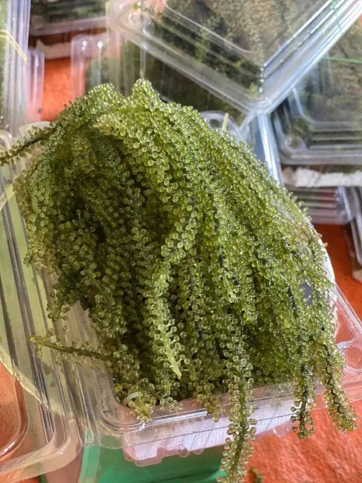  Вьетнам Umibudo SeaGrapes