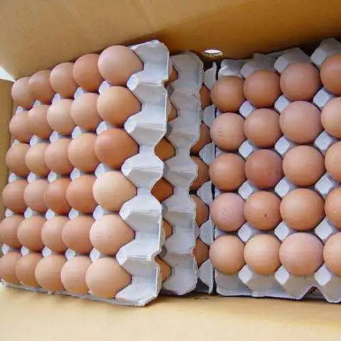 Свежие куриные яйца белые и