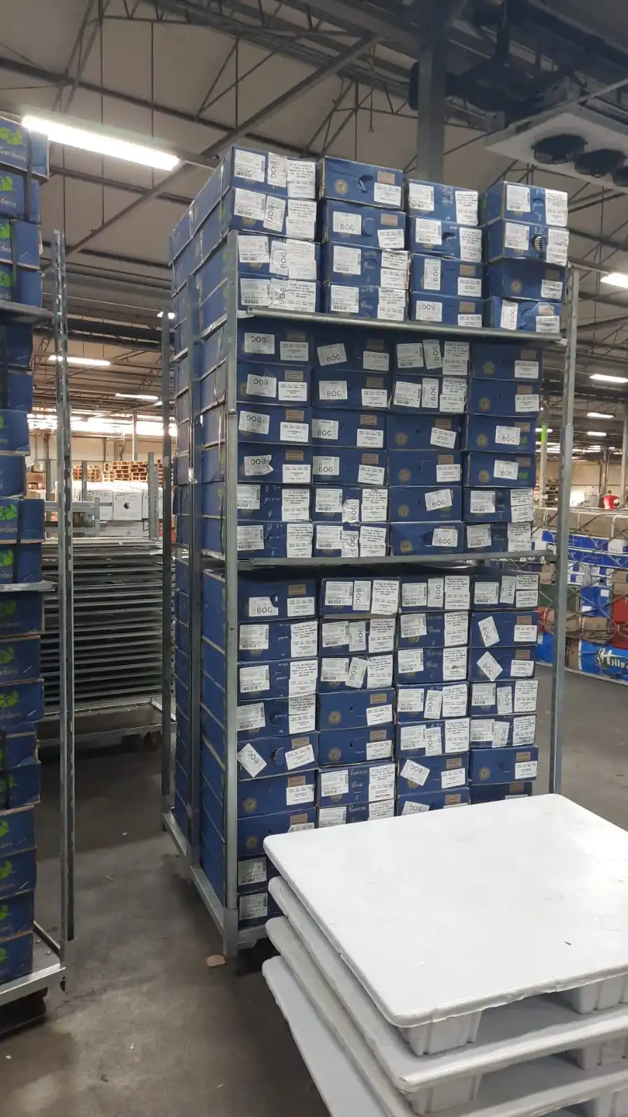 Real fresh cut Hydrangea premium quality JUMBO size (23/24) cm Blu colour fresh flowers decorative flowers